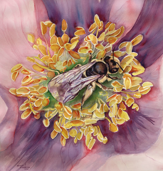 Honey bees are very hard working in my garden. This one is in a wild rose by the fish pond.