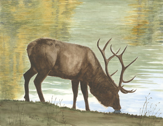 Elk in the Water