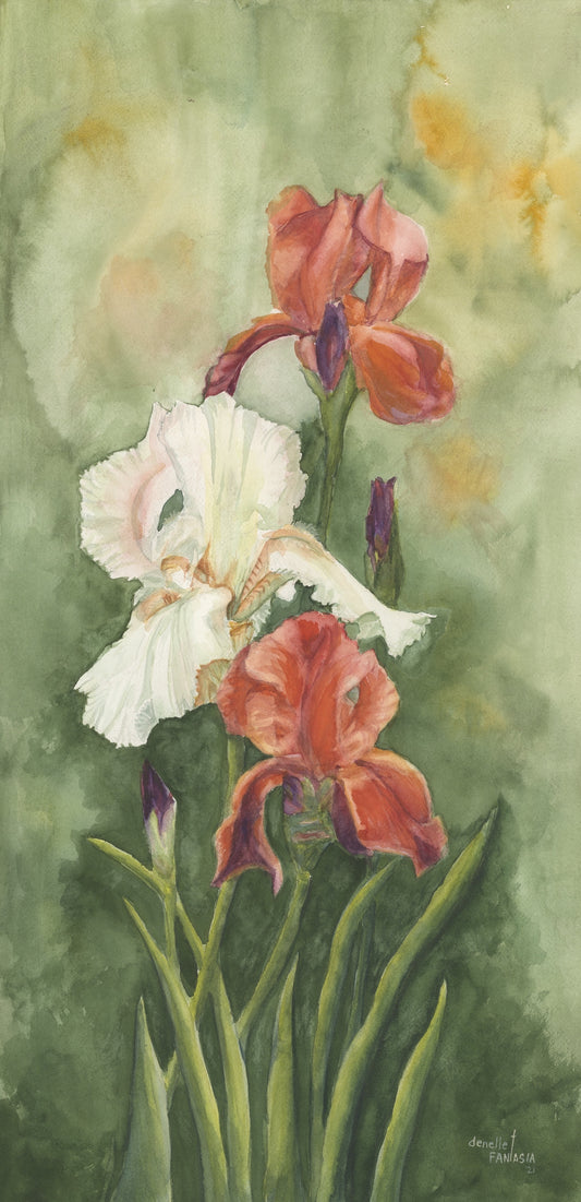 Irises [Prints]